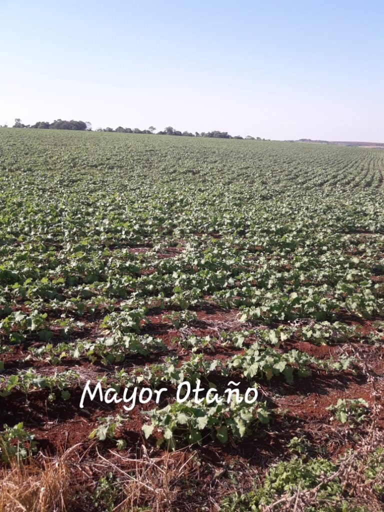 3800 ha agrícolas en Mayor Otaño
