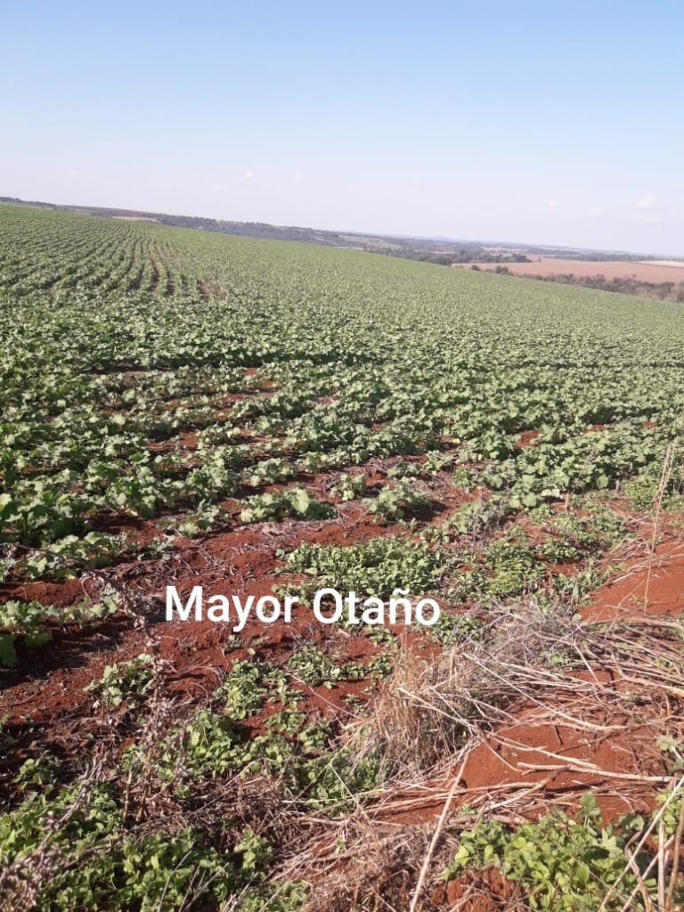 3800 ha agrícolas en Mayor Otaño