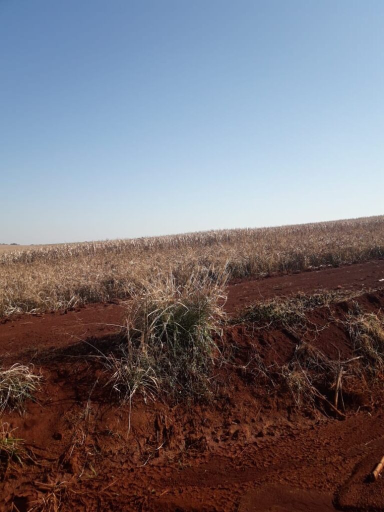 3800 ha agrícolas en Mayor Otaño