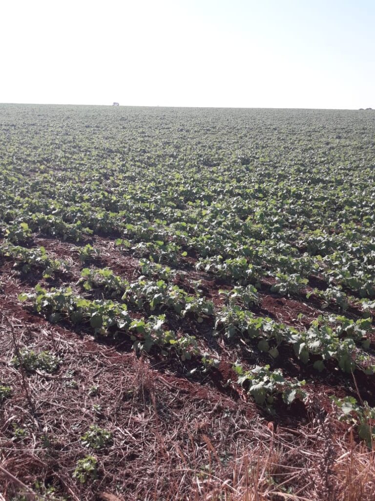 3800 ha agrícolas en Mayor Otaño