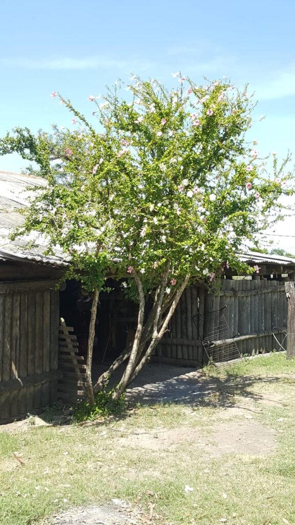 3800 ha Estancia en Ruta Ñ