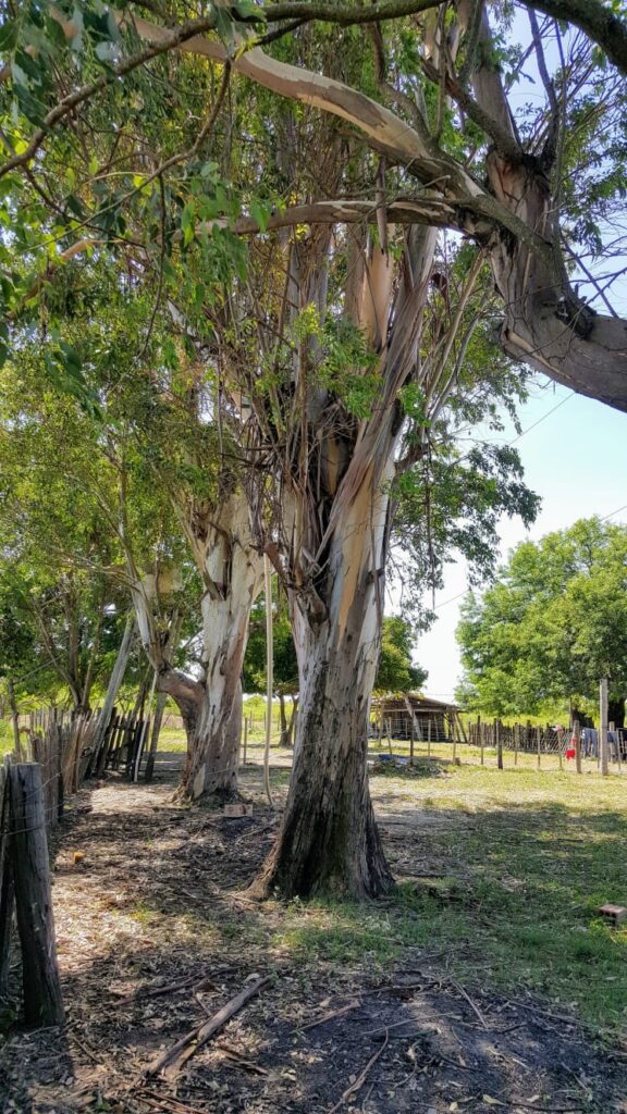 3800 ha Estancia en Ruta Ñ