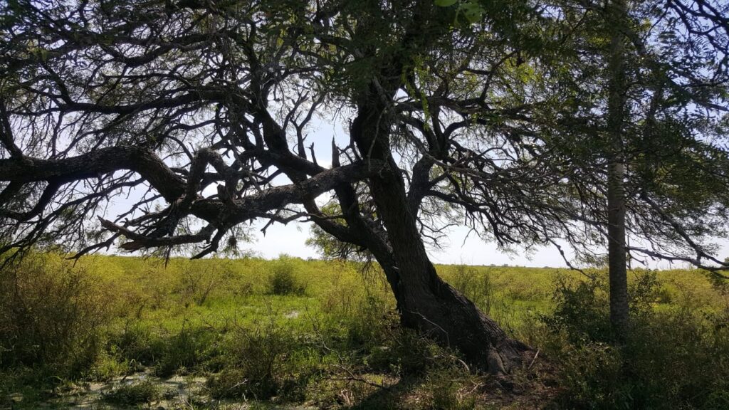3800 ha Estancia en Ruta Ñ