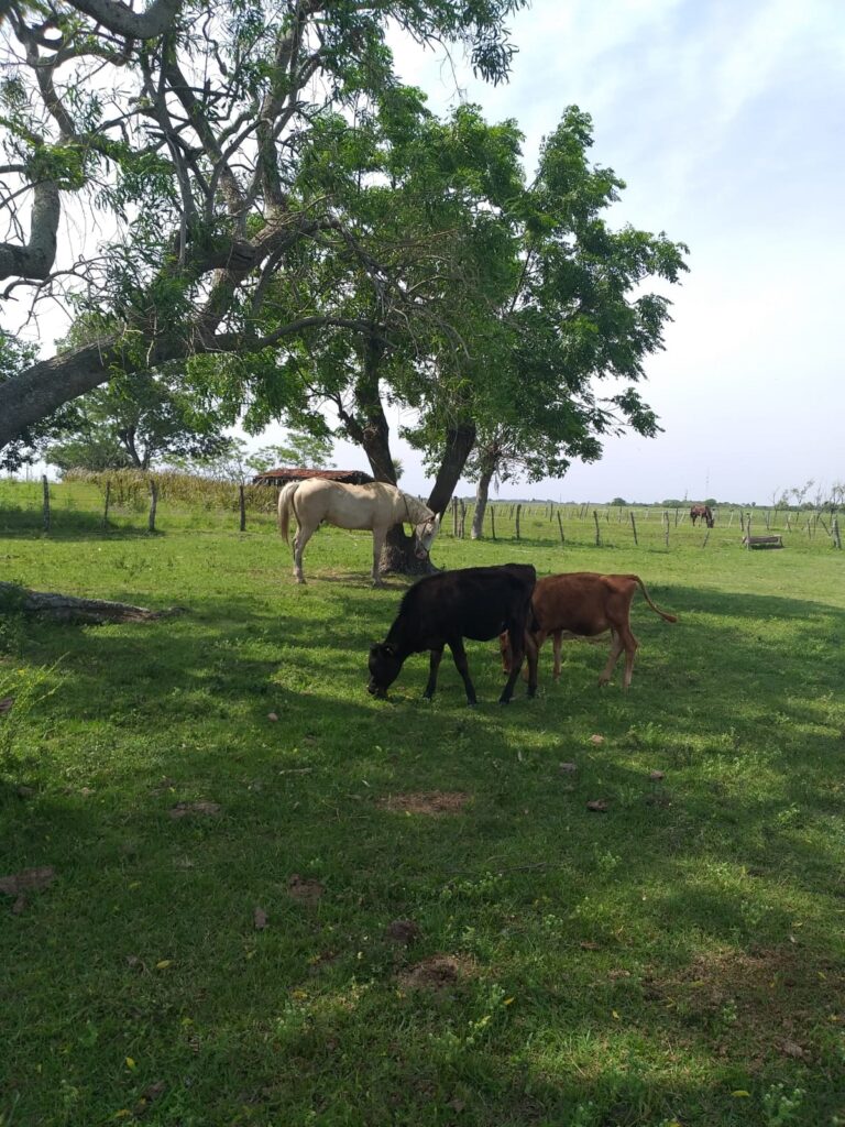 411 ha Estancia en Ñeembucú