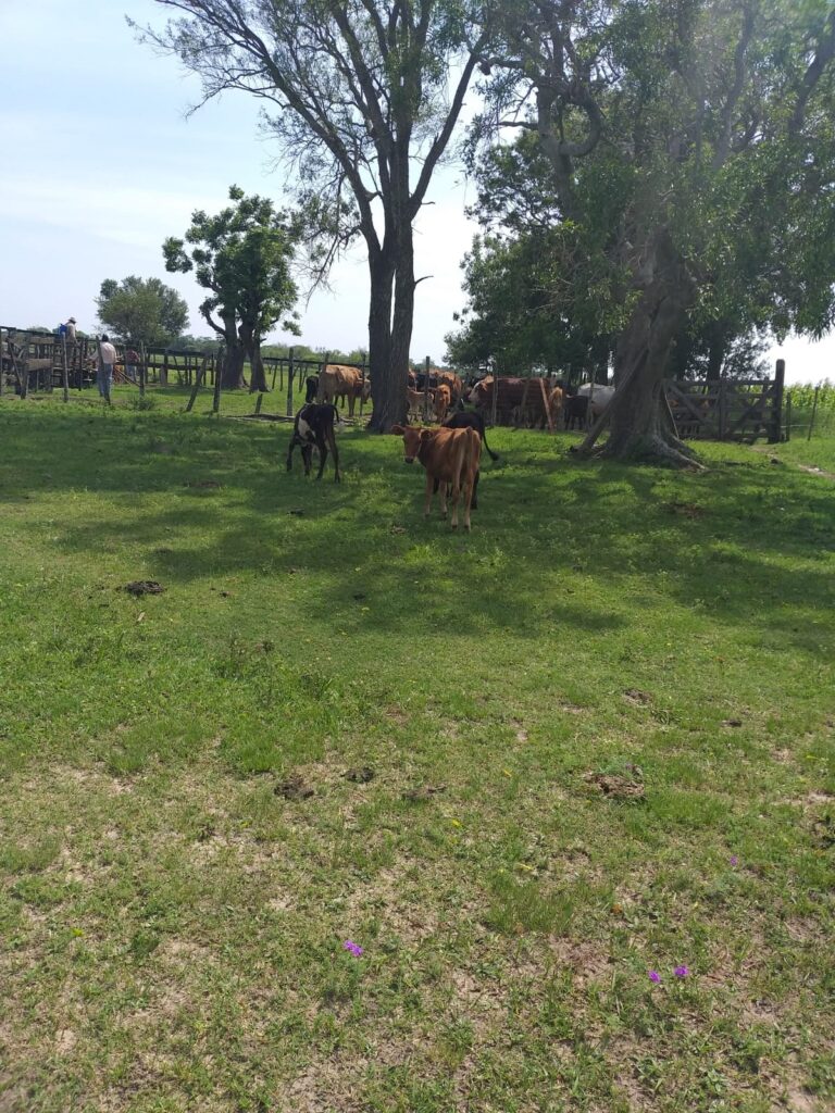 411 ha Estancia en Ñeembucú
