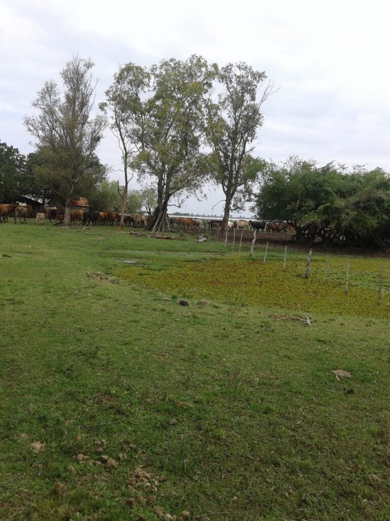 411 ha Estancia en Ñeembucú