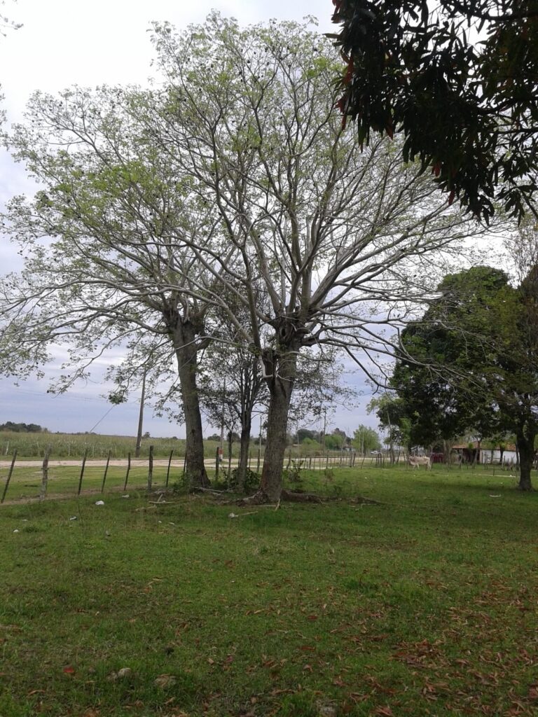 411 ha Estancia en Ñeembucú