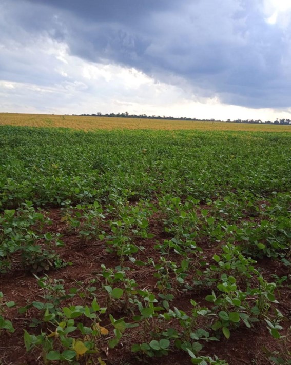 4900 ha Nueva Toledo – Caaguazú