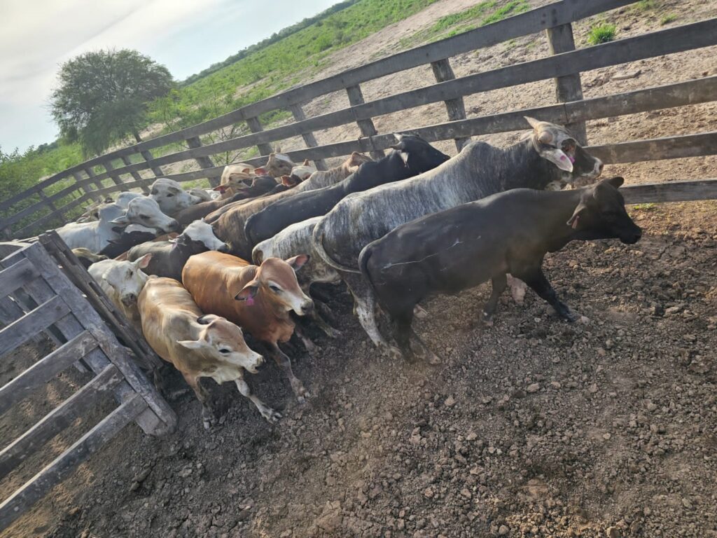 800 ha Estancia en Boquerón