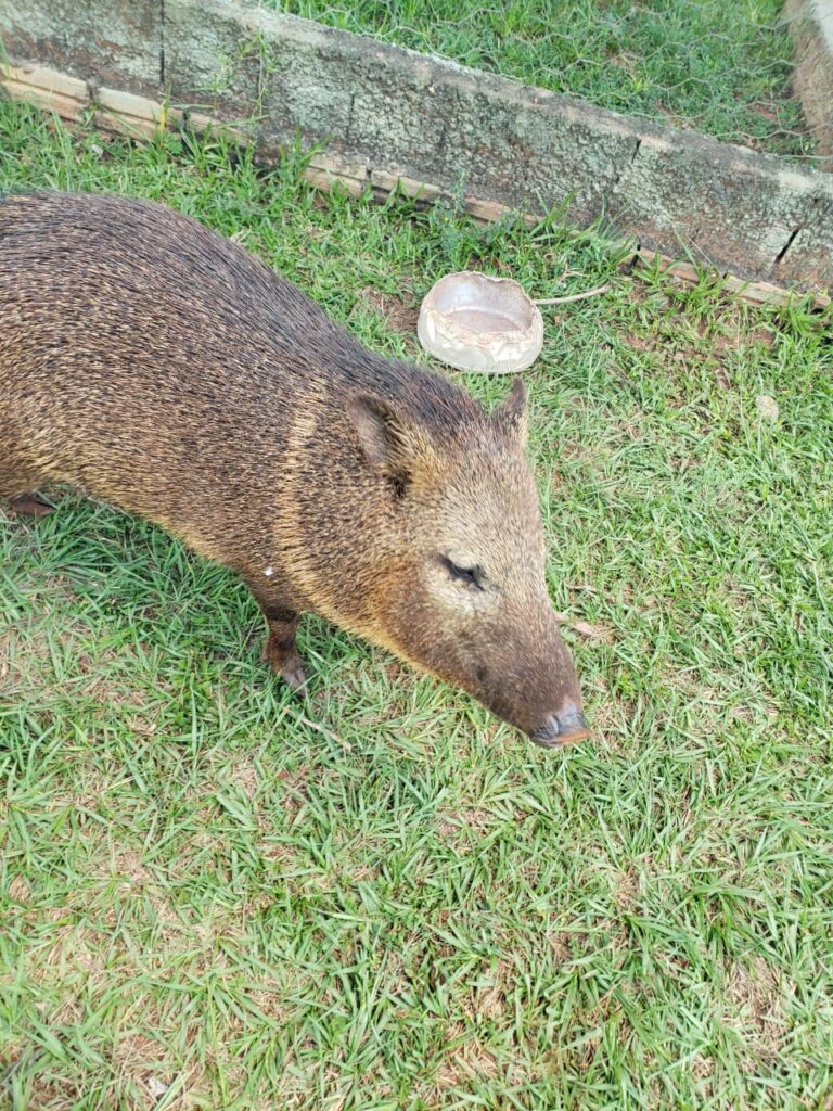 5700 ha Estancia en Sª Rosa del Aguará y