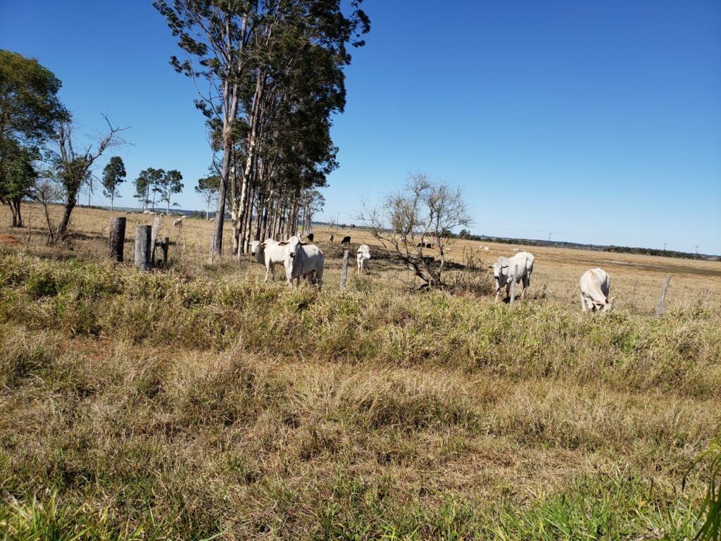 5700 ha Estancia en Sª Rosa del Aguará y