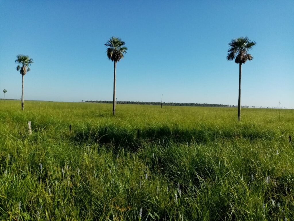 6000 ha Estancia en Benjamín Aceval