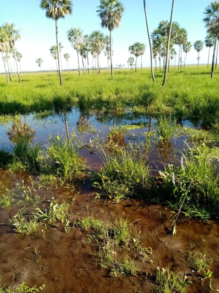 6000 ha Estancia en Benjamín Aceval