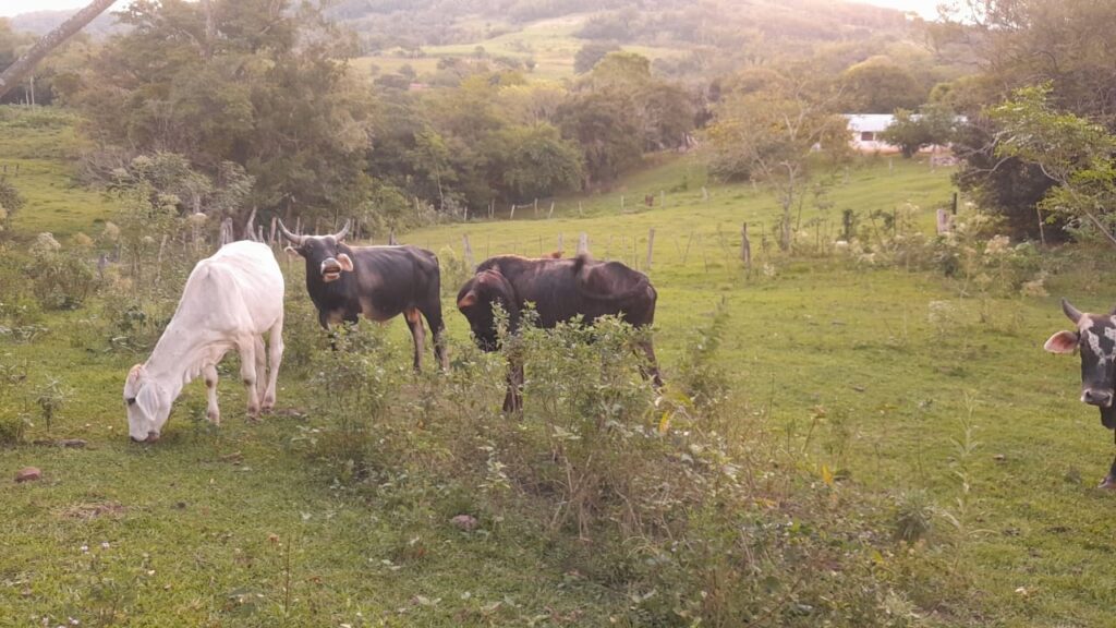 60 ha en Colonia Independencia