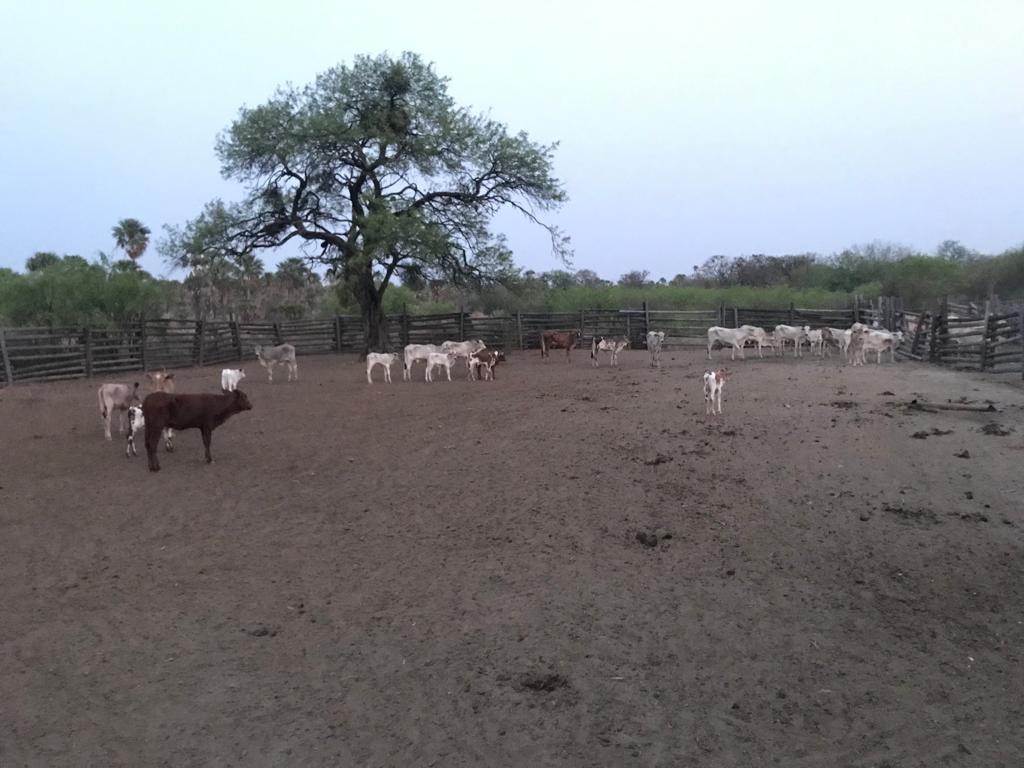 6555 ha Estancia en Toro Pampa