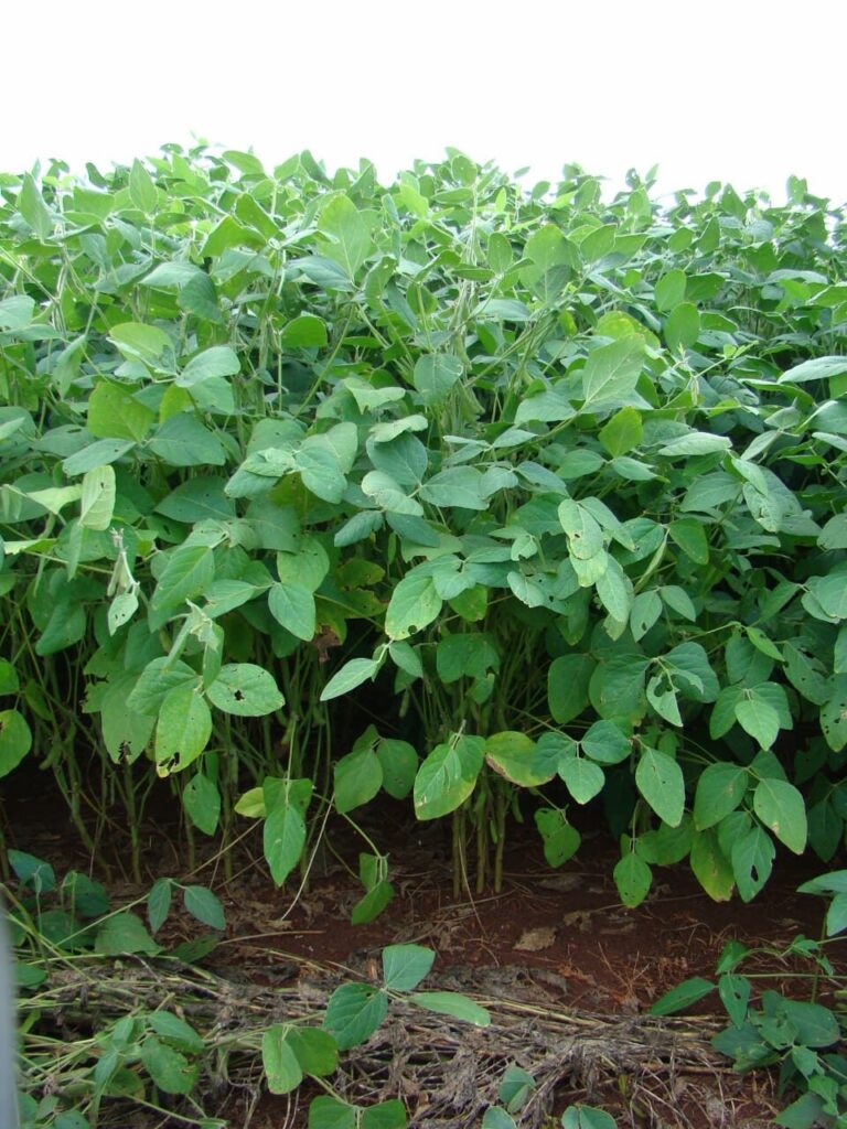 8258 ha Agrícola -Ganadero en P.J.Caballero
