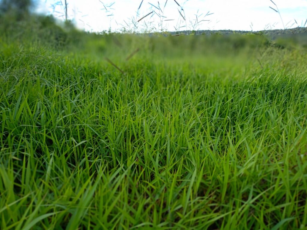 475 ha Estancia en Caapucú – Paraguarí